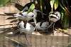 ueno_zoo_1396_mini.jpg