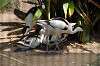 ueno_zoo_1397_mini.jpg