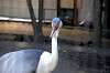 ueno_zoo_1404_mini.jpg