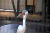 ueno_zoo_1405_mini.jpg