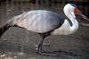 ueno_zoo_1406_mini.jpg