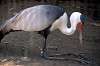 ueno_zoo_1408_mini.jpg