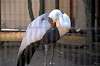 ueno_zoo_1410_mini.jpg
