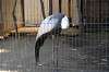 ueno_zoo_1411_mini.jpg