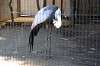 ueno_zoo_1412_mini.jpg