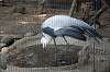 ueno_zoo_1413_mini.jpg