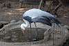 ueno_zoo_1414_mini.jpg