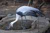 ueno_zoo_1415_mini.jpg