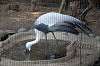 ueno_zoo_1416_mini.jpg