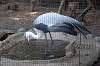 ueno_zoo_1417_mini.jpg