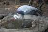 ueno_zoo_1418_mini.jpg