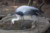 ueno_zoo_1421_mini.jpg
