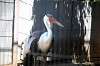 ueno_zoo_1422_mini.jpg