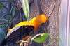 ueno_zoo_1426_mini.jpg