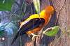 ueno_zoo_1427_mini.jpg