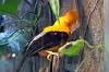 ueno_zoo_1428_mini.jpg