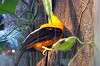 ueno_zoo_1429_mini.jpg