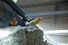 ueno_zoo_1435_mini.jpg