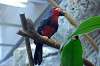 ueno_zoo_1441_mini.jpg
