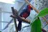 ueno_zoo_1443_mini.jpg