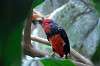 ueno_zoo_1445_mini.jpg