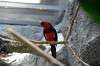ueno_zoo_1454_mini.jpg
