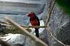 ueno_zoo_1455_mini.jpg