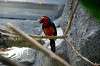 ueno_zoo_1456_mini.jpg