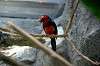 ueno_zoo_1457_mini.jpg