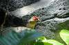 ueno_zoo_1460_mini.jpg