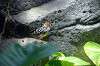 ueno_zoo_1462_mini.jpg
