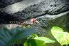 ueno_zoo_1464_mini.jpg