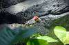 ueno_zoo_1465_mini.jpg