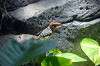 ueno_zoo_1466_mini.jpg