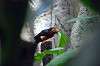 ueno_zoo_1470_mini.jpg