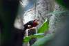 ueno_zoo_1471_mini.jpg
