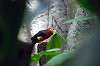 ueno_zoo_1473_mini.jpg