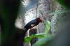 ueno_zoo_1476_mini.jpg
