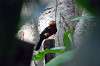 ueno_zoo_1492_mini.jpg