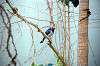 ueno_zoo_1496_mini.jpg