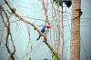 ueno_zoo_1498_mini.jpg