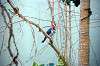 ueno_zoo_1499_mini.jpg