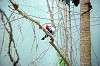 ueno_zoo_1500_mini.jpg