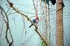 ueno_zoo_1501_mini.jpg