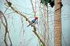 ueno_zoo_1503_mini.jpg