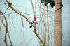 ueno_zoo_1505_mini.jpg