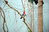 ueno_zoo_1506_mini.jpg