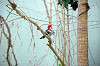 ueno_zoo_1507_mini.jpg