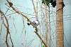 ueno_zoo_1508_mini.jpg