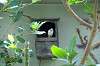 ueno_zoo_1510_mini.jpg